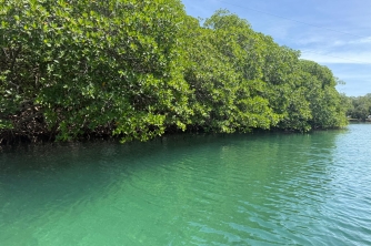 Roatan Mangrove Tour – East End Adventure